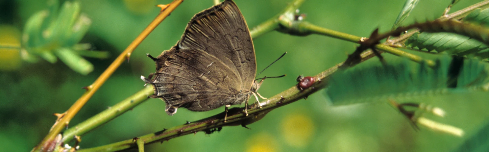 Wildlife and Nature Trails in Sanjay Gandhi National Park
