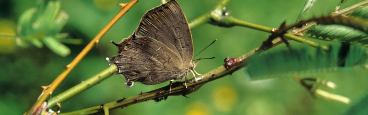 Wildlife and Nature Trails in Sanjay Gandhi National Park