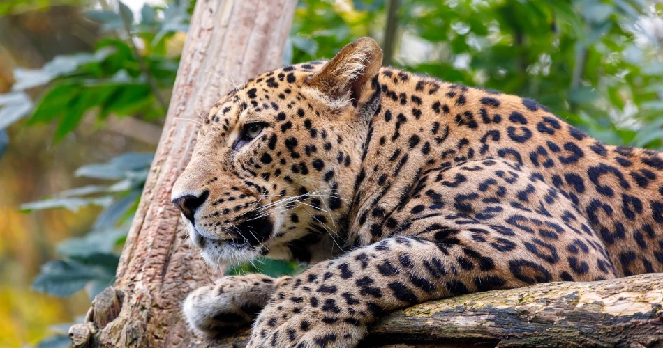 Wildlife and Nature Trails in Sanjay Gandhi National Park