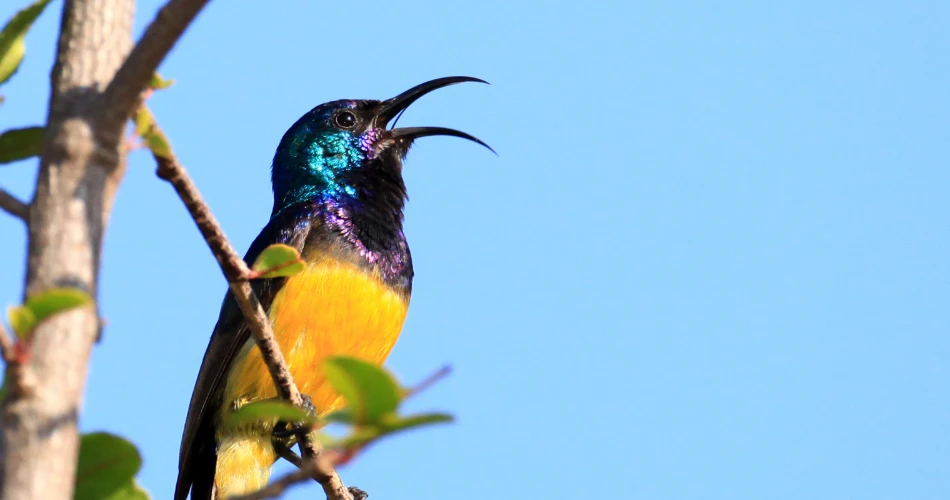 Wildlife and Nature Trails in Sanjay Gandhi National Park